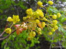 Acer Platanoides